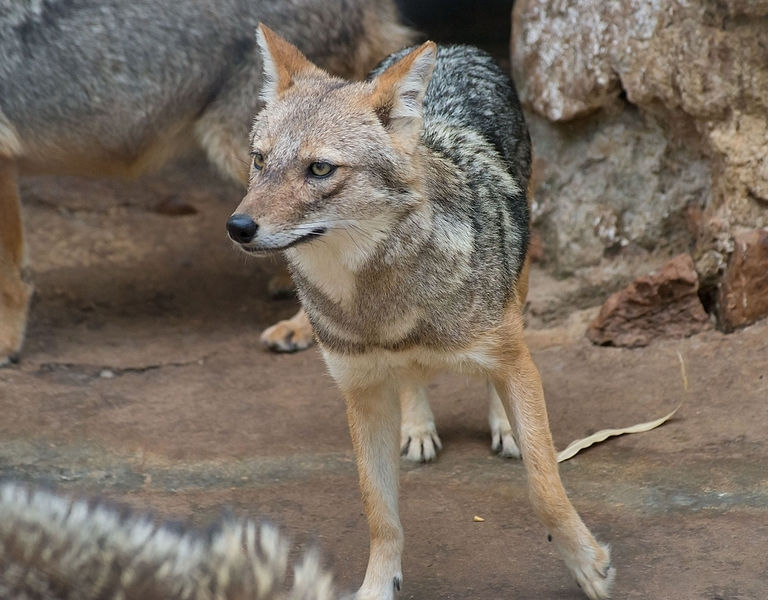 Файл:Canis aureus aureus.jpg