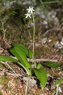 Clintonia udensis 0s4.jpg