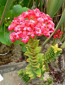 Crassula hystrix 1.jpg