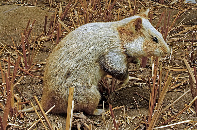 Файл:Cricetus cricetus 01.jpg