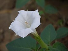 Datura inoxia (8482127654).jpg