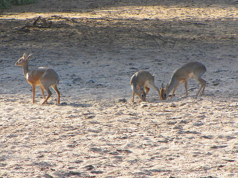 File:Dik-Dik, family, Lake Manyara.jpg