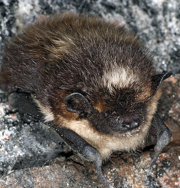 Файл:Eptesicus nilssonii hibernating.JPG