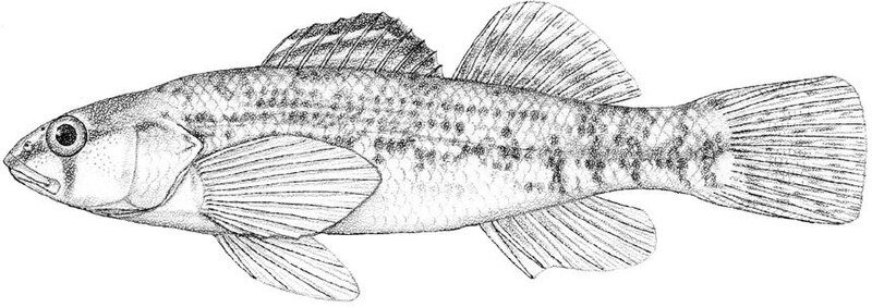 Файл:Etheostoma spectabile.jpg