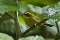 Golden-browed warbler