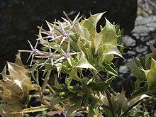 Hecastocleis shockleyi flowering heads