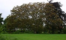 Juglans-regia-total.JPG