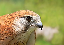 Aquilino (Falco cenchroides)