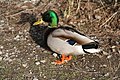 Drake at George C. Reifel Migratory Bird Sanctuary in Ladner, BC