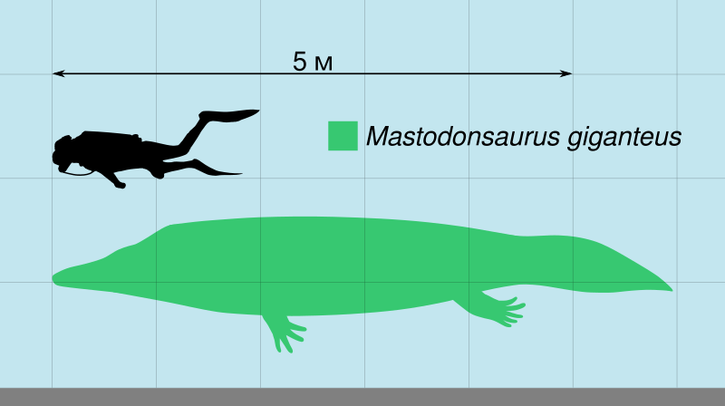 Файл:Mastodonsaurus Scale.svg