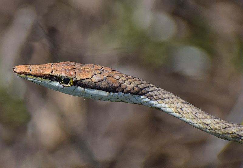 File:Mexican vine snake.jpg