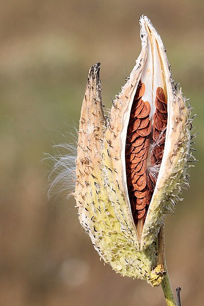 Archivo:Milkweed-in-seed.jpg