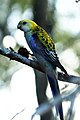 The Pale-headed Rosella of Australia