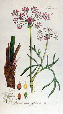 Peucedanum officinale Ypey46.jpg