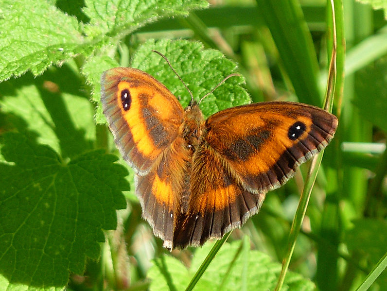 File:Pyronia tithonus 2.jpg