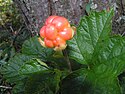 Cloudberry