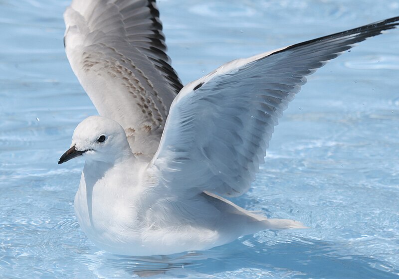 File:Red-billed gull (J).jpg