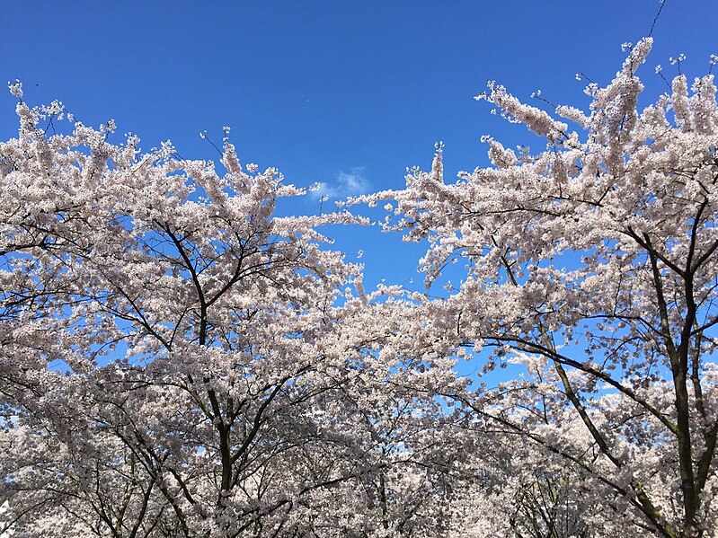 File:Sakura Amsterdamse Bos.jpg