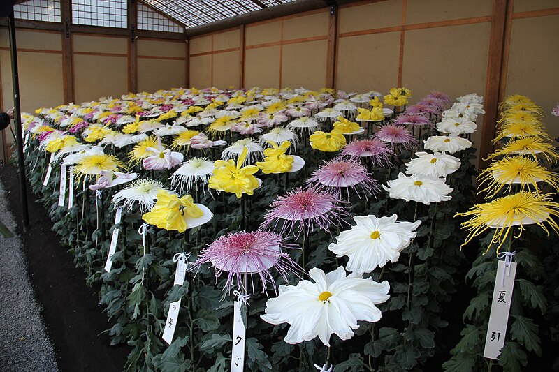 File:Shinjuku Gyoen 2010.11.10.JPG