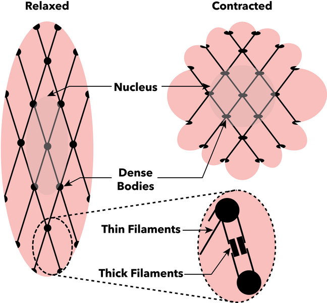 File:Smooth muscle cell contraction.png