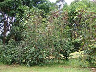 Coffea arabica growing at Olinda, Maui