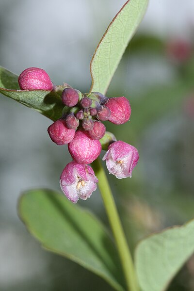 Файл:Symphoricarpos albus 3134.JPG