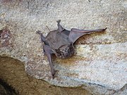 Brown bat