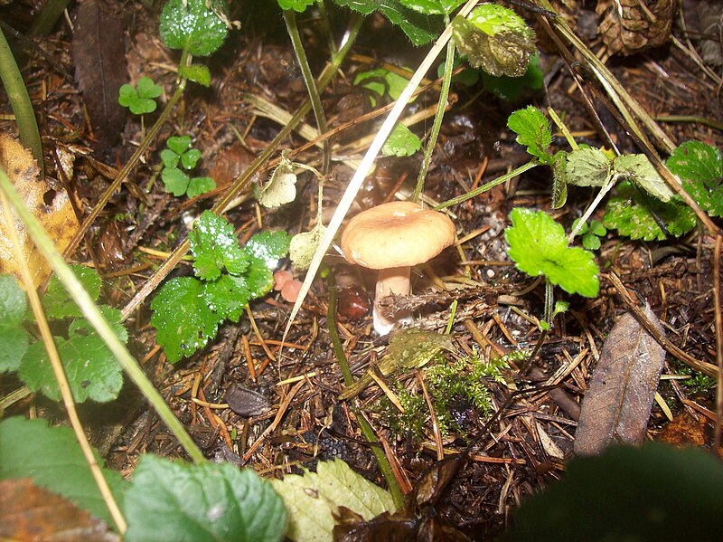 Файл:Unknown fungus 01.jpg