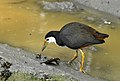 White-breasted Waterhen