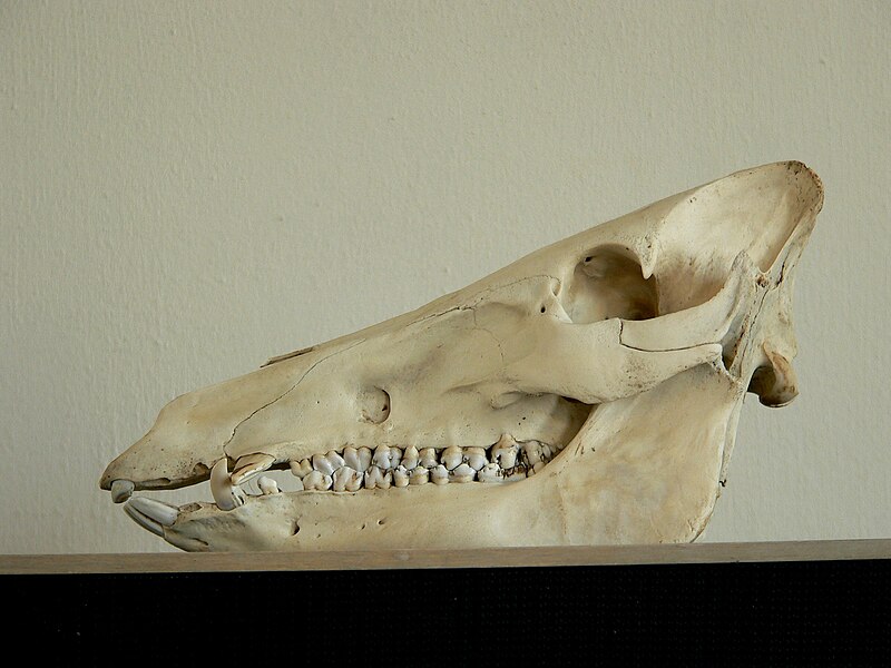 File:WildBoarSkull.JPG