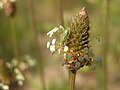 Нимфа клопа-слепняка (Heteroptera: Miridae) сфотографировано в Донецке, в мае.