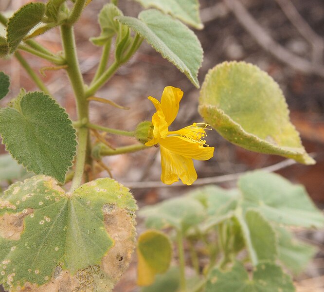 File:Abutilon leucopetalum flower.jpg