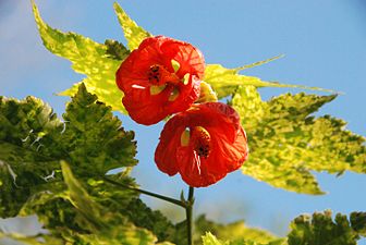 Abutilon megapotamicum