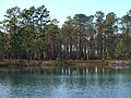 Thumbnail for Apalachicola National Forest