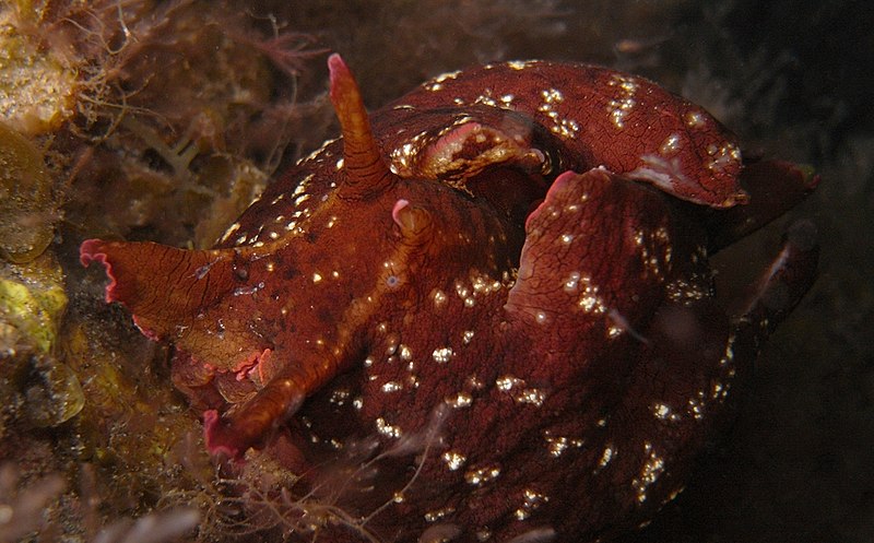 File:Aplysia punctata, Hierro (cropped).jpg