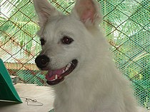 My Japanese Spitz dog