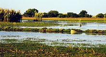 Bangweulu Swamps.jpg