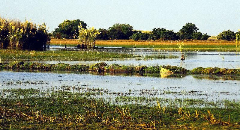 Файл:Bangweulu Swamps.jpg