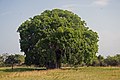 Image 15 Baobab Photograph: Muhammad Mahdi Karim Adansonia digitata is a sub-Saharan African species of baobab tree. The genus, scientifically known as Adansonia, consists of nine species native to Madagascar, Africa, Arabia and Australia, and can reach heights of 5 to 30 m (16 to 98 ft) with trunk diameters of 7 to 11 m (23 to 36 ft). More selected pictures