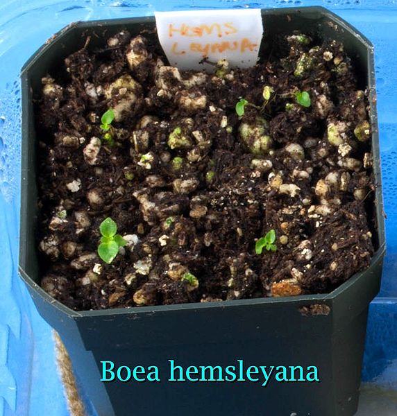 File:Boea hemsleyana seedlings.jpg