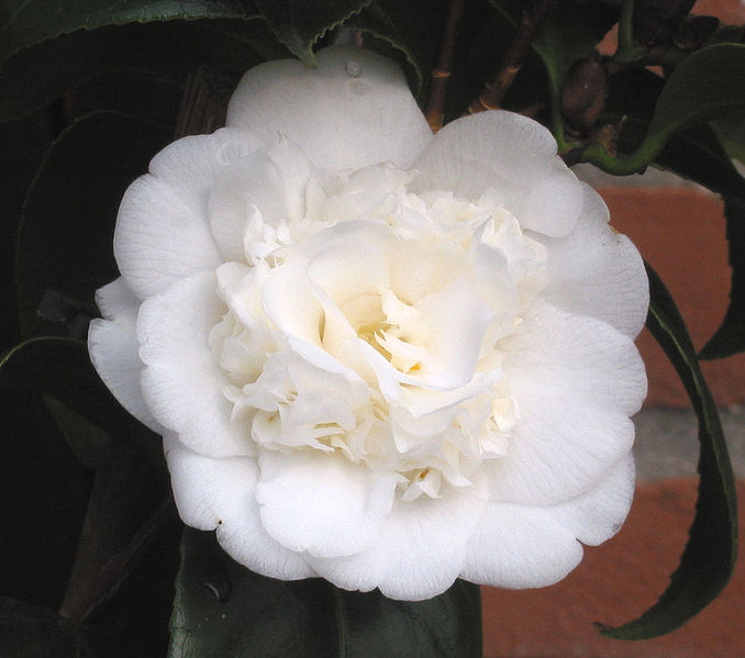 Archivo:Camellia japonica 'Nobilissima'.jpg