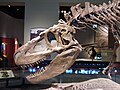 Daspletosaurus skeleton