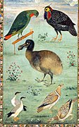 Dodo, de Ustad Mansur (c. 1625)