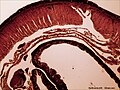 Cross section 40X