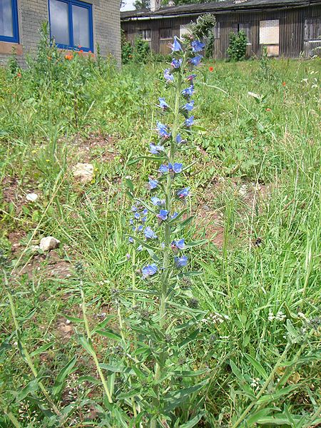 Archivo:Echium vulgare.jpg