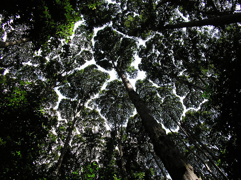 File:FRIM canopy.JPG