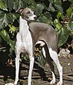 Italian Greyhound