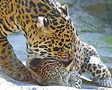 A mother about to pick up a cub by the neck at the Stone Zoo, Massachusetts, the United States