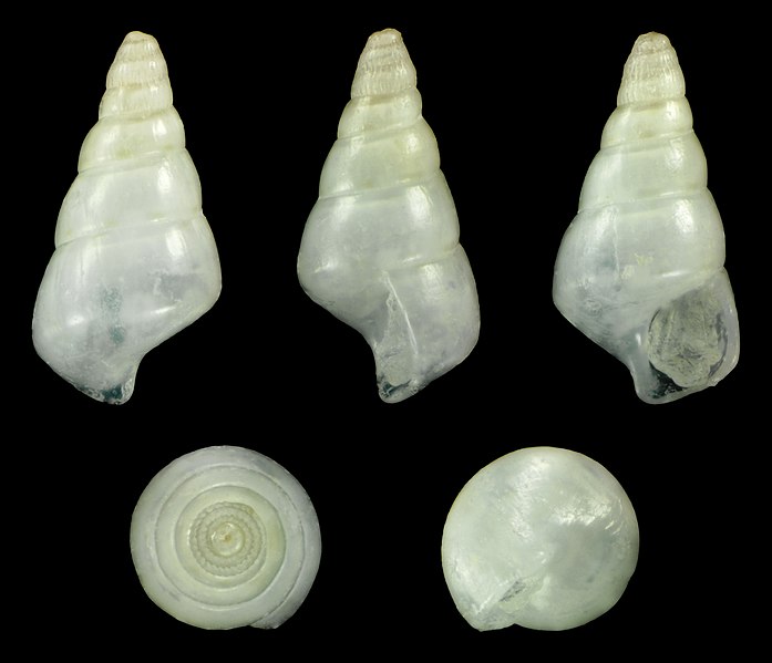 File:Litiopa melanostoma 01.jpg