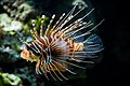 El pez escorpión (Trachinus draco), también denominado pez araña o faneca brava, es pez de la familia Trachinidae común en aguas mediterráneas y del este del Océano Atlántico. Sus espinas de la espalda son venenosas. Por Christian Mehlführer.